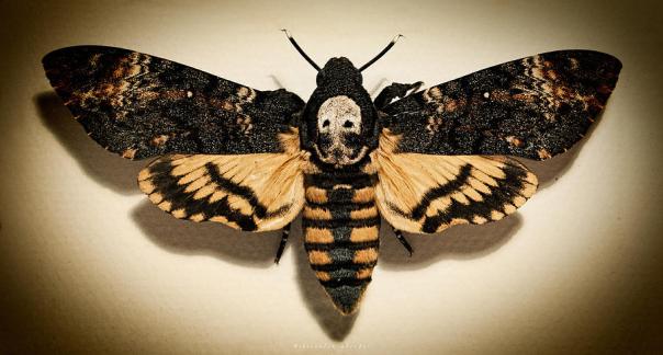 deaths-head-hawk-moth-lomo-weston-westmoreland
